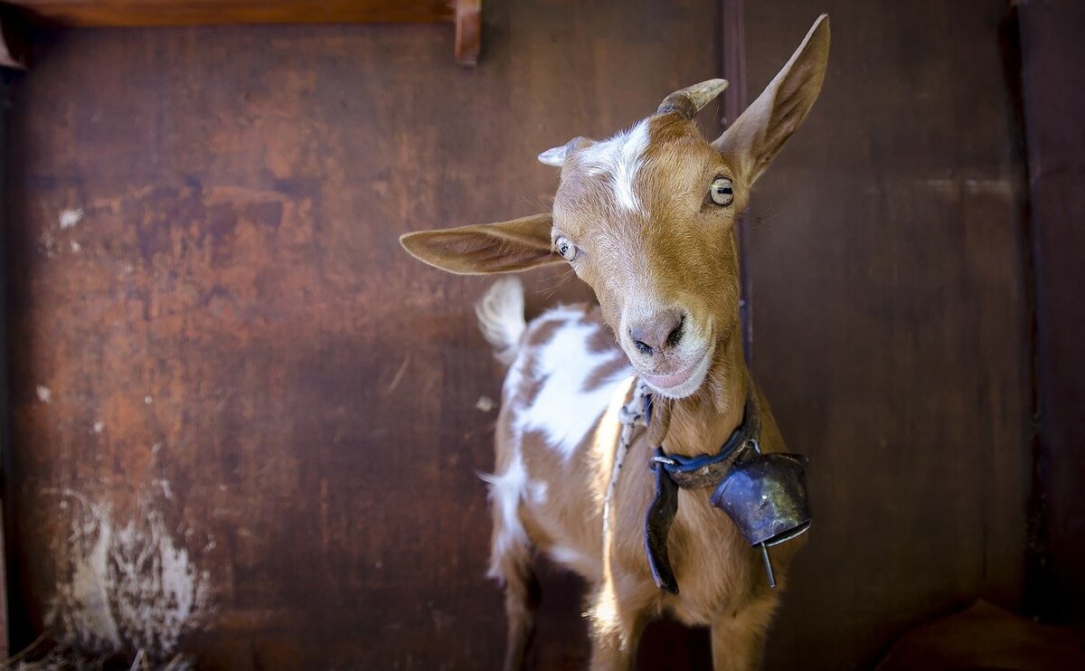 Жуткое создание