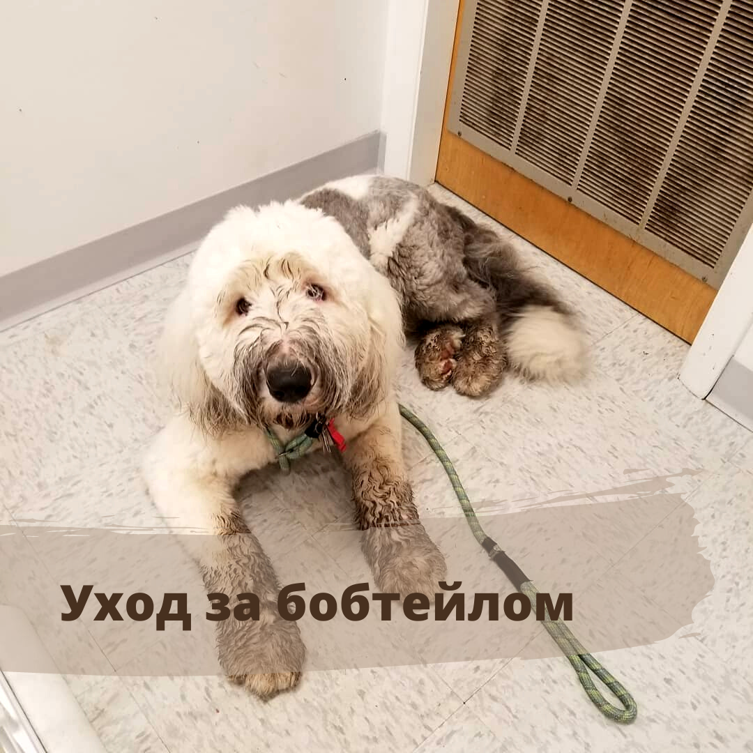 Особенности ухода за бобтейлом