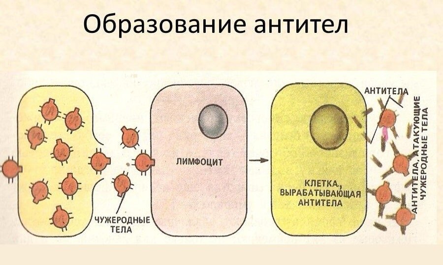 Открытый источник. Фрагмент из научной литературы.