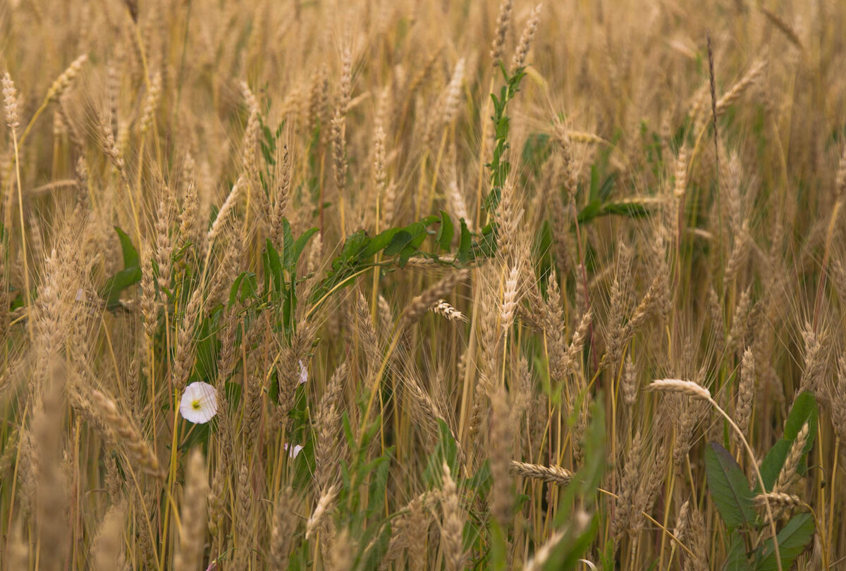 хлеб. фото автора