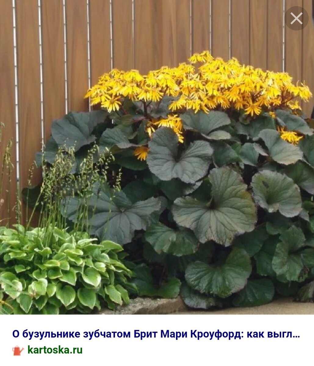 Шикарный многолетник, предпочитающий глухую тень - мой бузульник ...