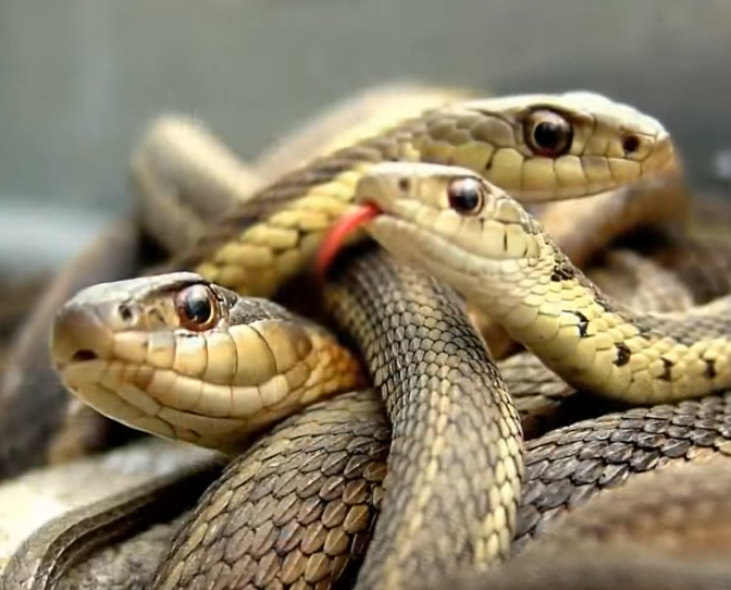    Единственный известный случай, когда змеиное сообщество вытеснило с территории человека.     Этот остров с полным отсутствием цивилизации мог бы стать отличным курортом для экзотического отдыха в Бразилии, но туристы даже ногой не решаются ступить на его берег. На Змеином острове не имеется ни одного жилого дома, только маяк, работающий в автоматическом режиме. Единственными обитателями острова являются ядовитые змеи, популяция которых достигла пять змей на один метр. На острове нет другой живности, кроме змей, так как любое животное сразу становиться их добычей. Питаются змеи в основном перелетными птицами, которые прилетают гнездиться на остров. Свой остров змеи упорно защищают.
   В 19 веке крупная банановая компания планировала там высадить большую банановую плантацию, но змеи дали решительный отпор. Рабочие, едва ступив на землю, были буквально атакованы разными видами змей. Людей не спасали даже высокие сапоги, так как некоторые виды змей отлично лазают по деревьям и атакуют добычу с высоты.
   Через несколько лет на остров высадилась новая команда рабочих, гораздо более подготовленных. Люди были одеты в спецодежду из плотной специальной ткани, способной защитить от укусов разных видов змей. Но при подготовке миссии не учли очень жаркого климата. У участников экспедиции, не имевших возможности раздеться, от нестерпимой жары не выдерживало сердце. Из-за тропических дождей выжечь остров полностью не удалось.
   Люди были вынуждены перестать бороться со змеями и отступили, а правительство Бразилии объявило остров запретной для посещения зоной.
