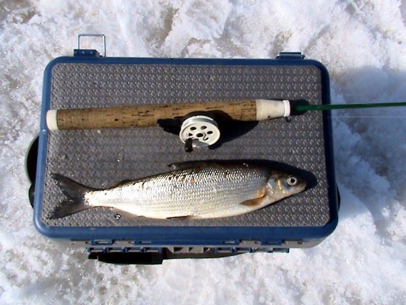Зимняя рыбалка на сига. Блесна на сига для зимней рыбалки. Снасти на сига для зимней рыбалки. Удочка для зимней рыбалки на сига.