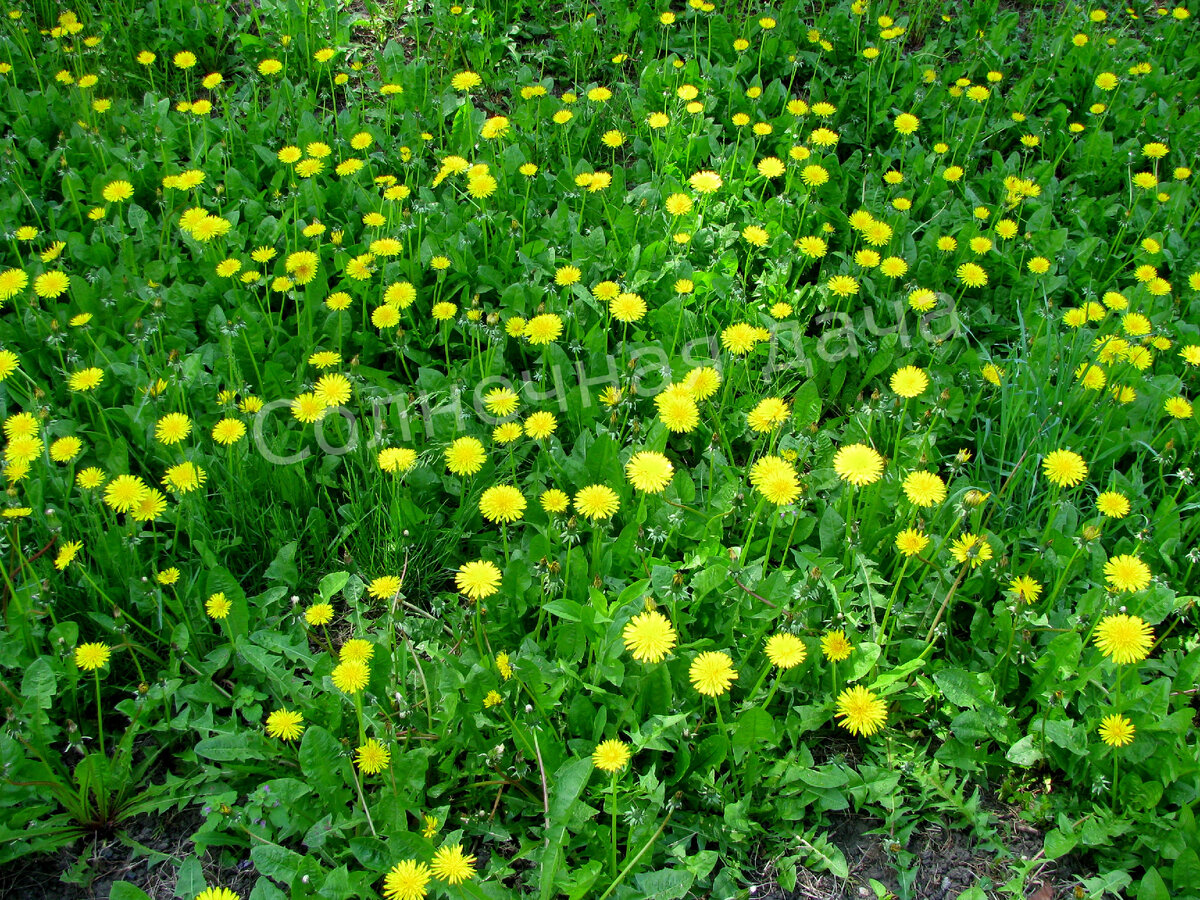 Сейчас все эти одуванчики отправятся в банку