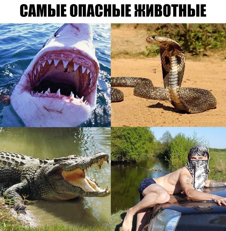 Самые опасные животные в мире картинки