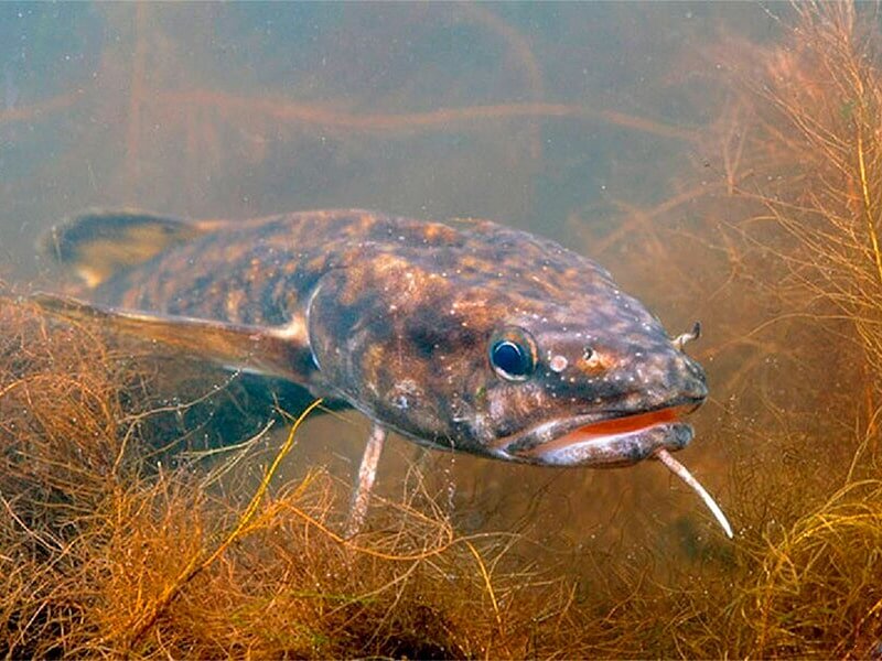 Налим. Фото из открытых источников "Яндекс-картинки"