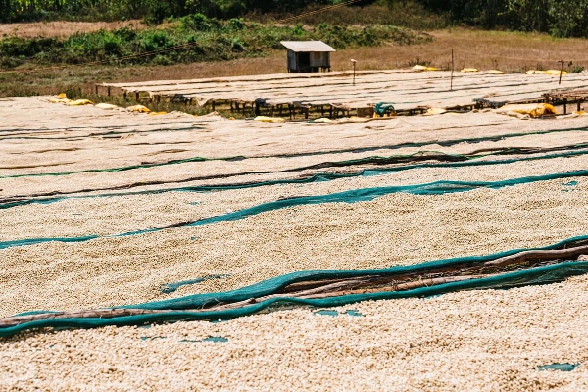 Натуральная обработка - сушка на африканских кроватях