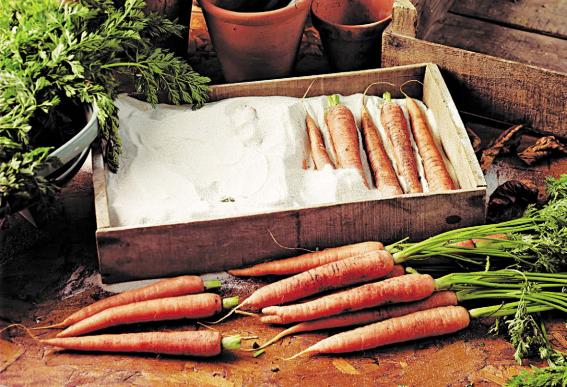 Молодая морковь