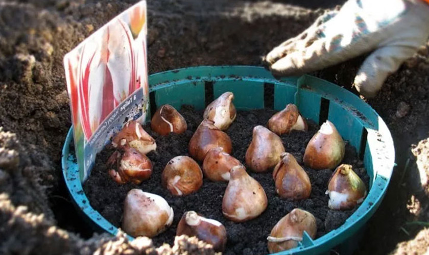 фото из открытого источника яндекс.картинки.