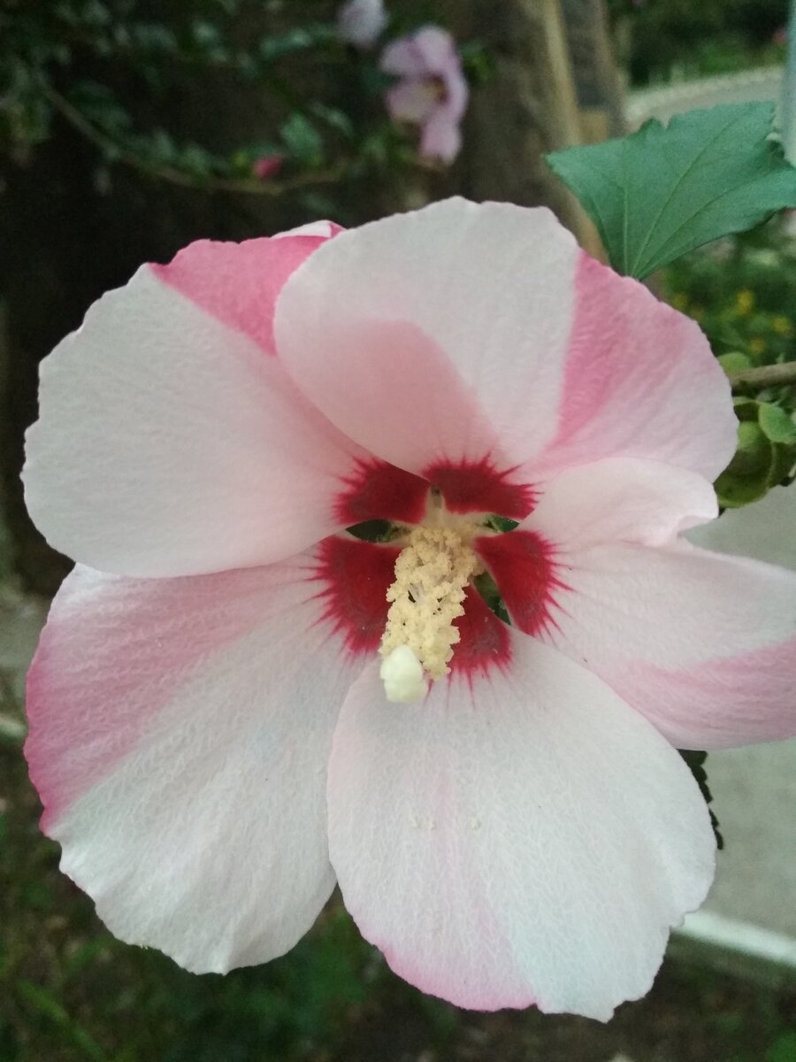 Цветки гибискуса очень хороши! Листайте галерею вправо.