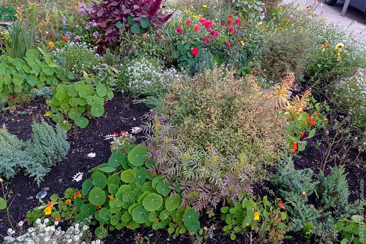 4. Клумба... © NickFW.ru — 04.10.2021г. и ещё один...