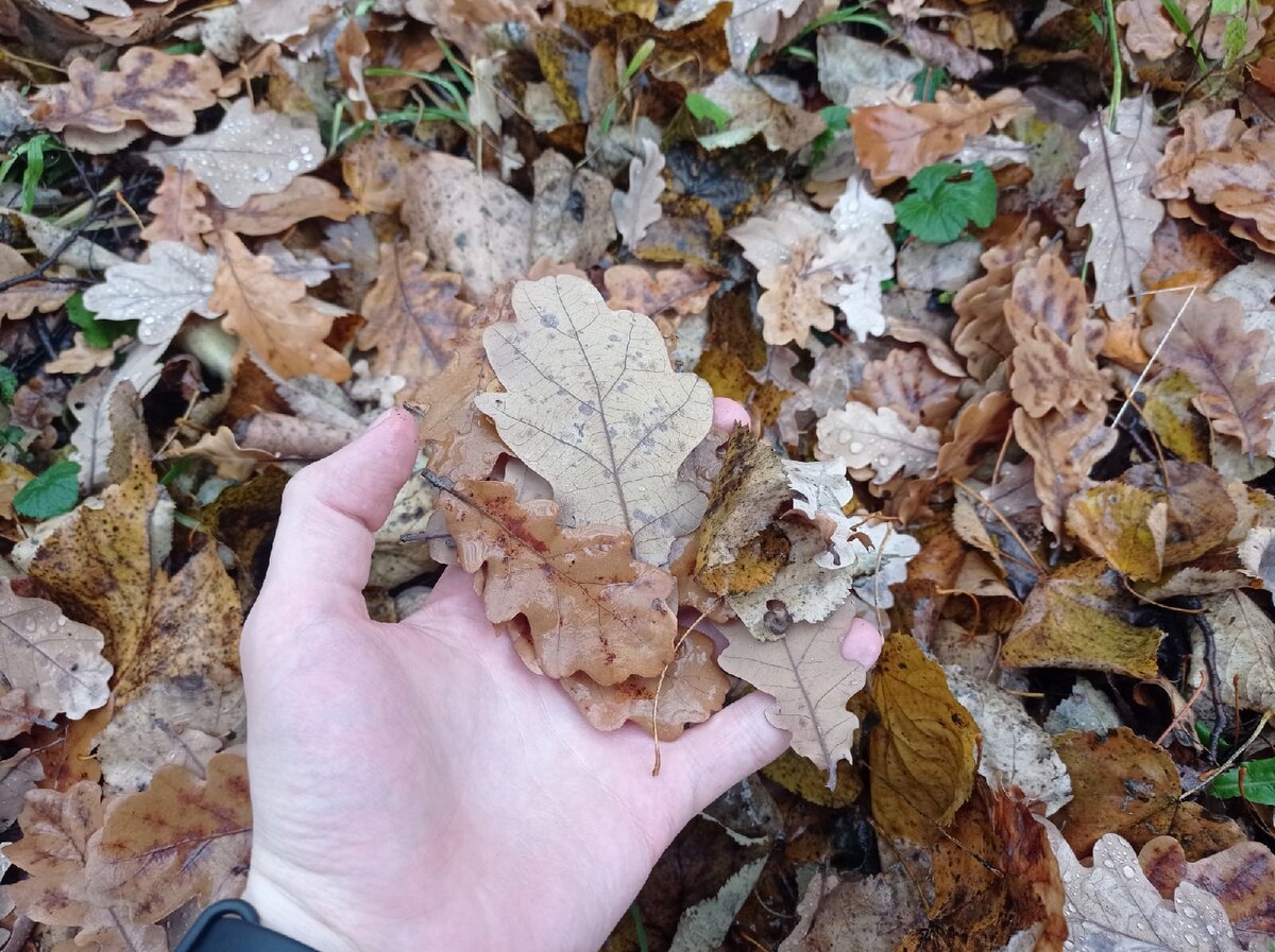 Листовой опад у моего участка