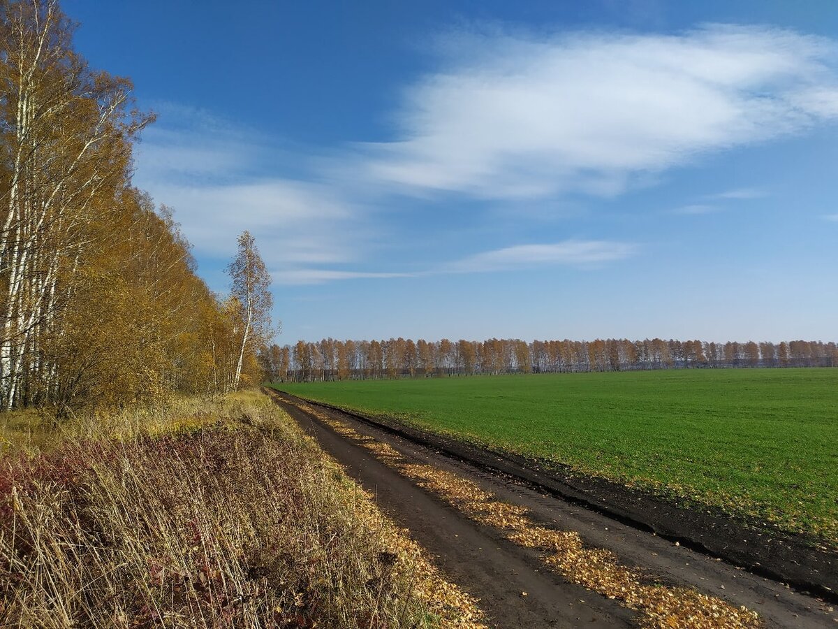 Березовая посадка