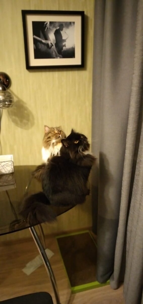 Котики наблюдают за ростом акций по которым хозяйка открыла "короткие" позиции