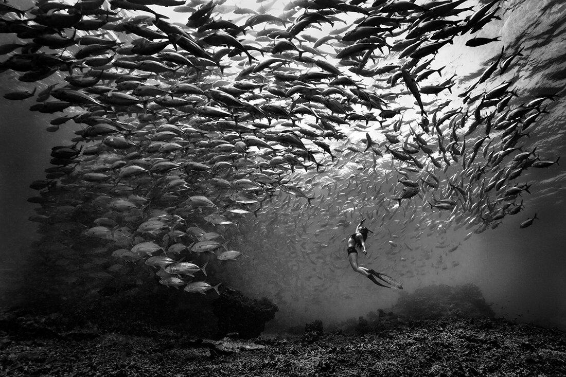 "Рыбная буря" Khaichuin Sim (Малайзия)