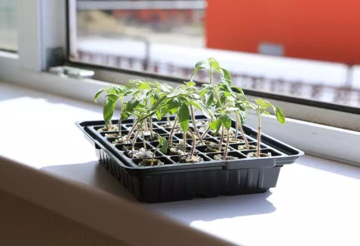 Фото: Многие ошибки при выращивании рассады можно исправить на ранних этапах.