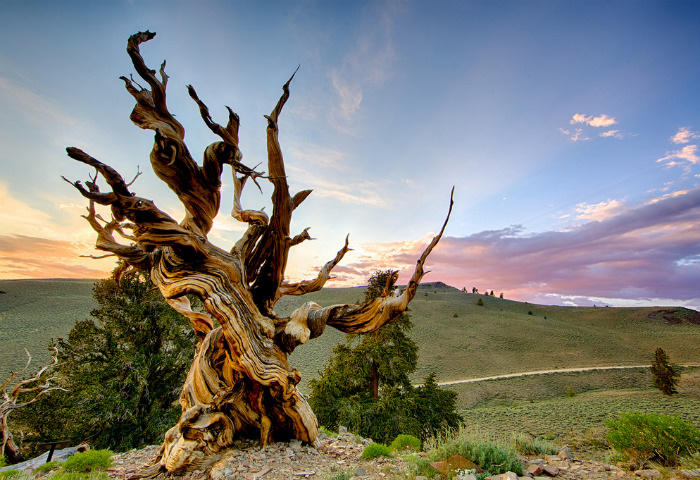 ДЕРЕВО МАФУСАИЛ