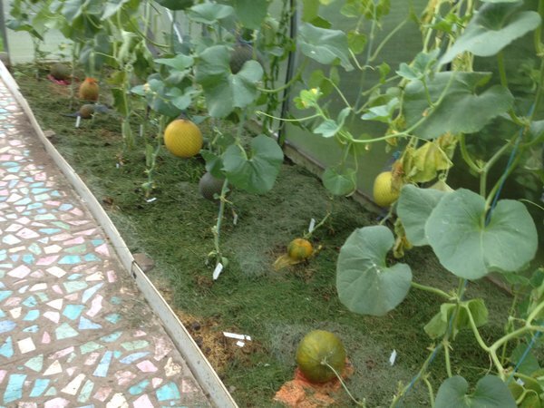 Как вырастить дыни в теплице: посеять рассаду и посадить в теплицу