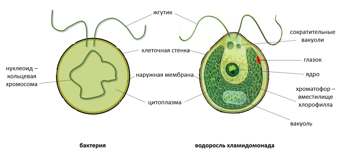 Хроматофор ламинарии