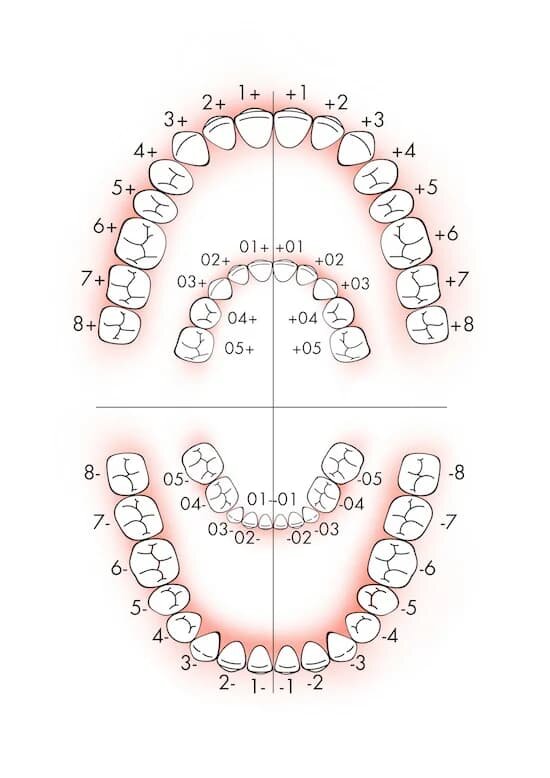 Нумерация зубов в стоматологии схема у взрослых