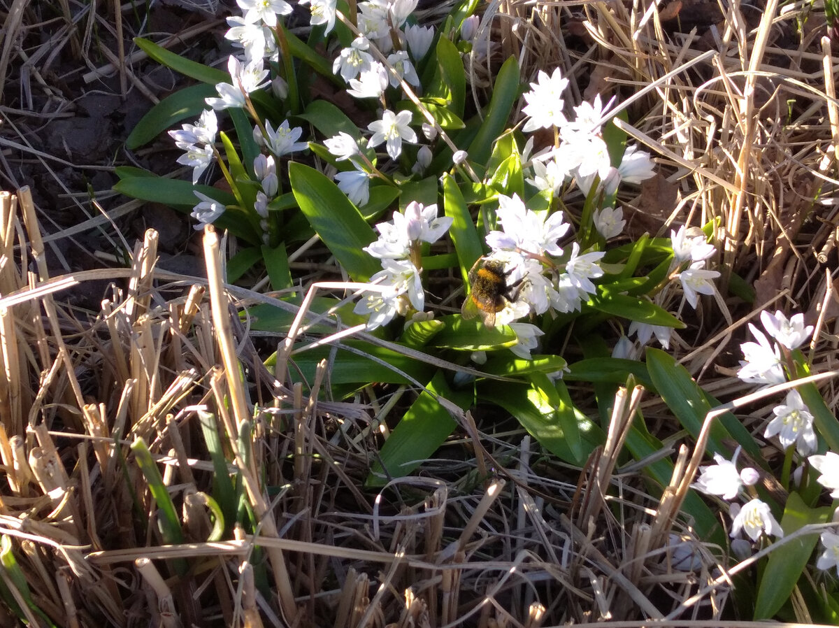  и первый шмель
