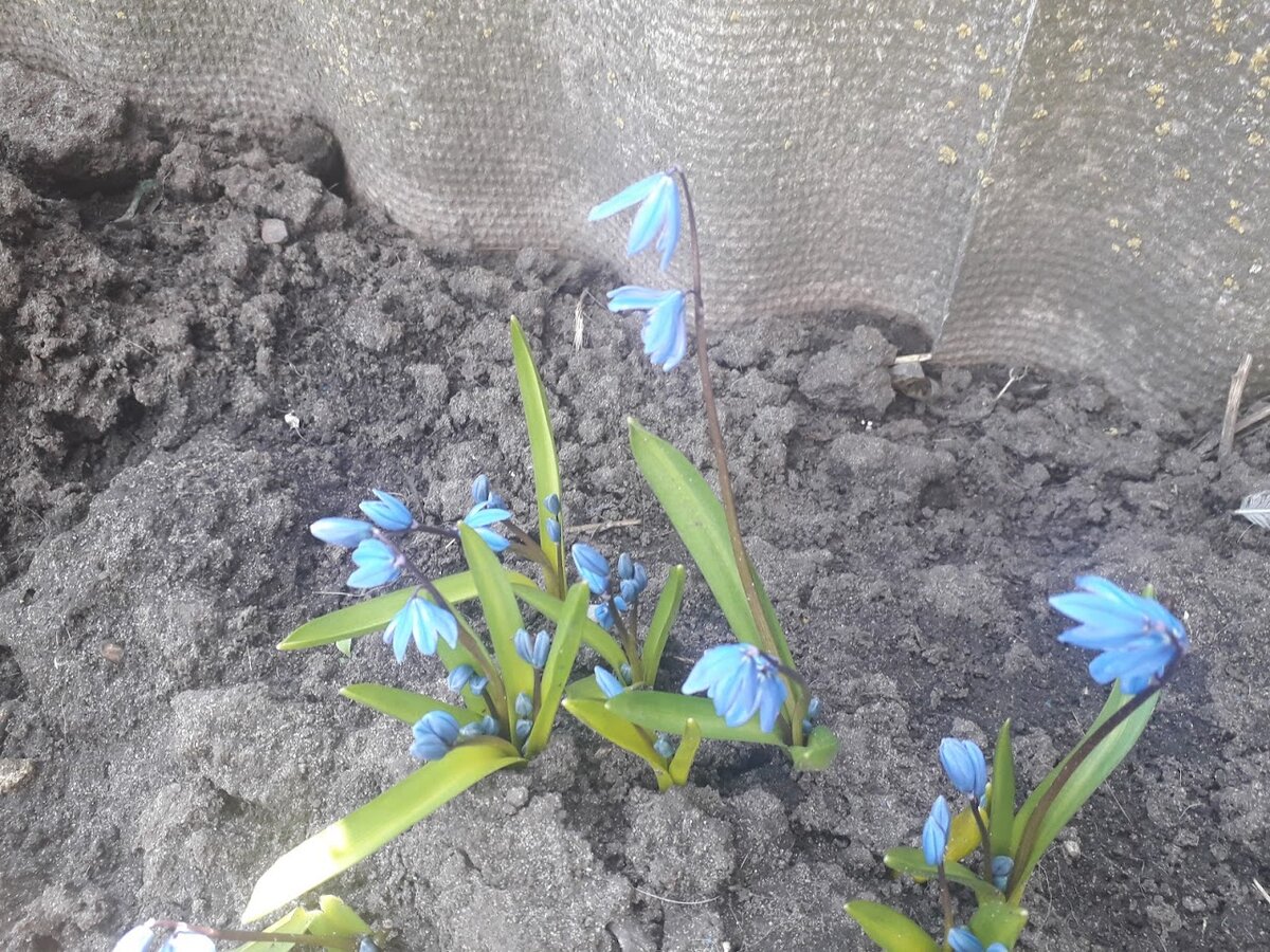 Первый весенний привет природы