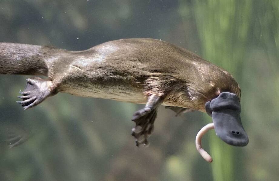 Утконос — водоплавающее млекопитающее отряда птицезверей (яйцекладущих). Его ближайший родственник — ехидна, с которой утконосы образовывают уникальный отряд млекопитающих с признаками рептилий. В чем особенность утконоса? Его тело похоже на тело бобра, однако у животного есть большой мягкий клюв и ласты на лапах. В хвосте птицезверя откладывается жир, как у некоторых других австралийских животных. Утконос единственный среди млекопитающих, кто использует электрорецепторы для улавливания движений добычи и ее поимки. 