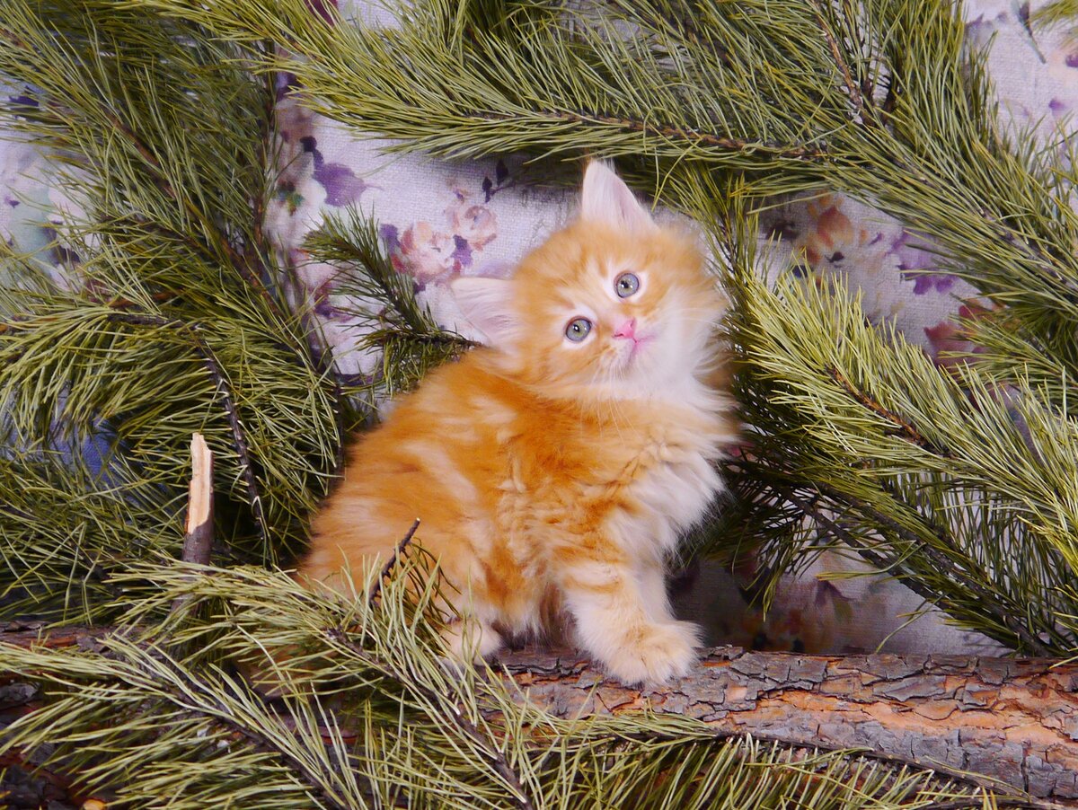 Норвежский лесной котёнок Амур! Amour On Fashion Peak! 