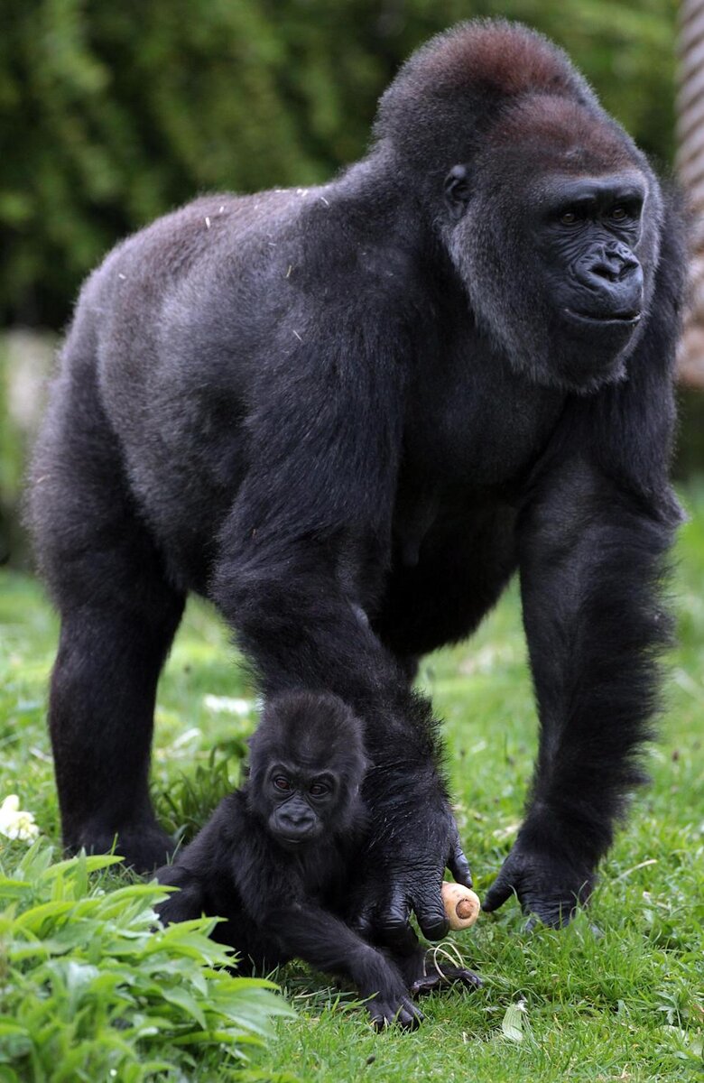 Горилла Исабукуру. Африканская горилла. Белорашн горилла.