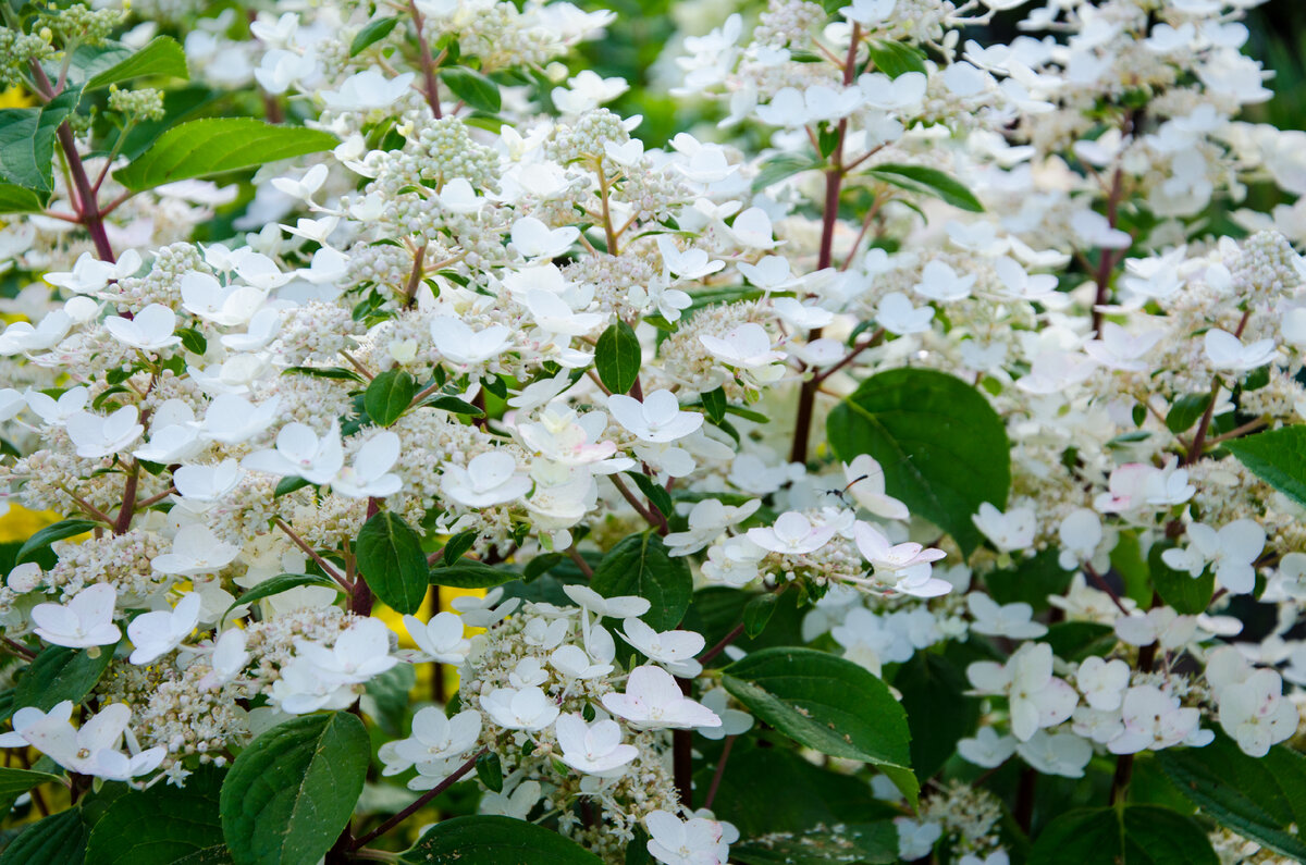 Гортензия Вимс Ред