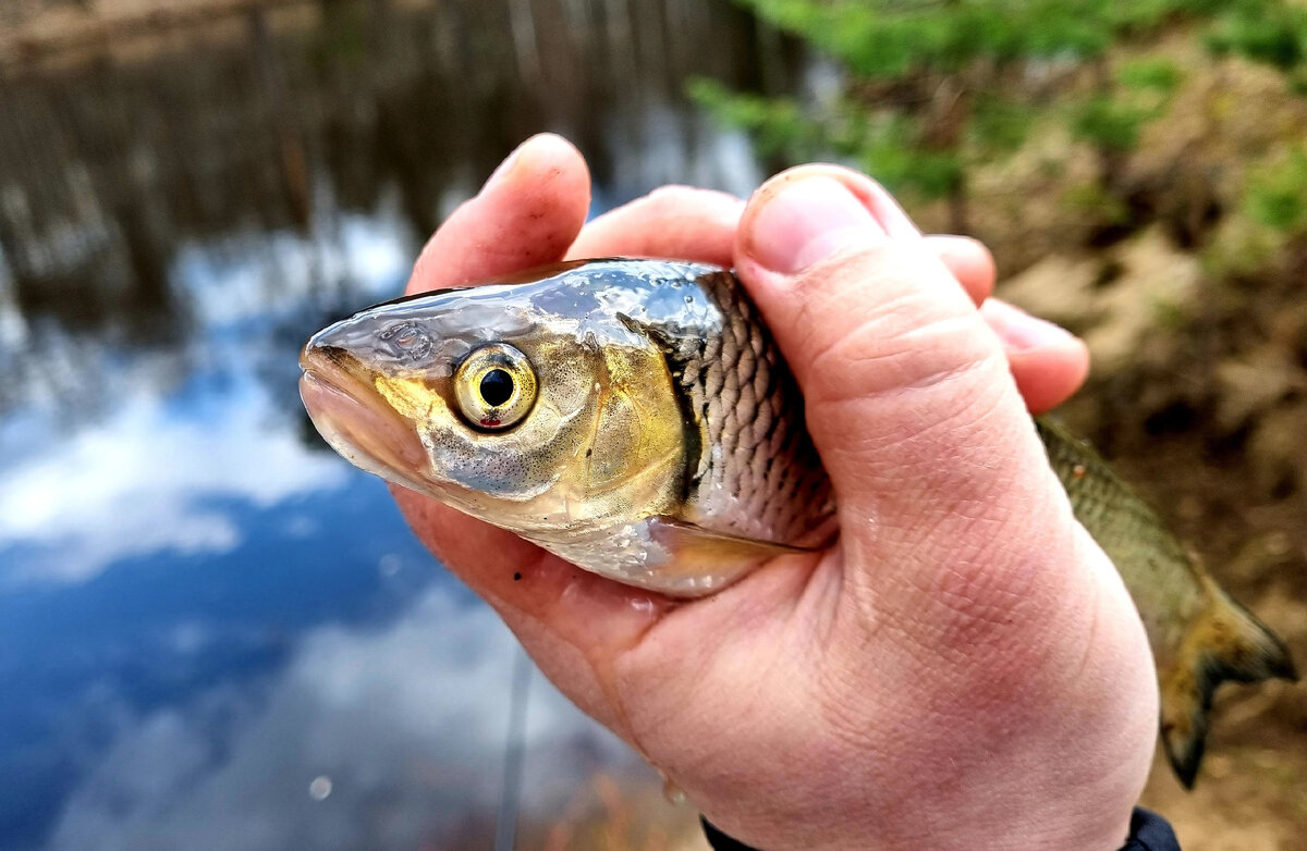 Голавли очень симпатичные рыбешки)