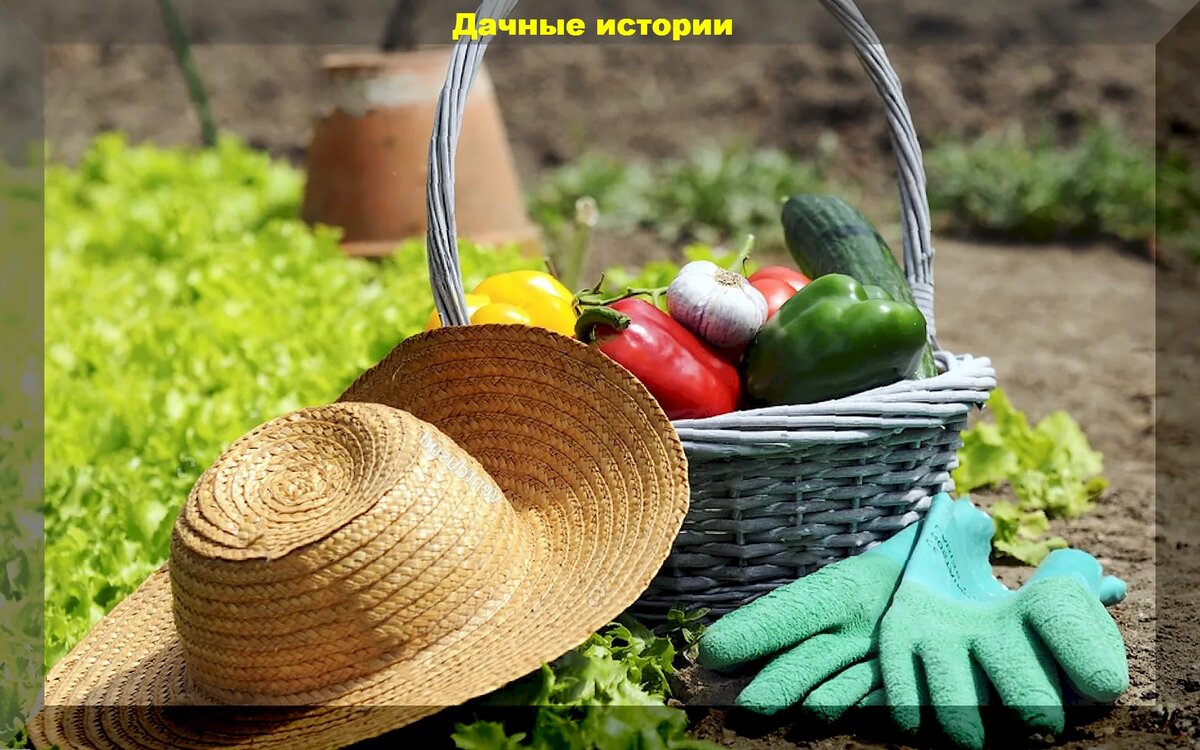 https://vk.com/photo-159774511_457255361
