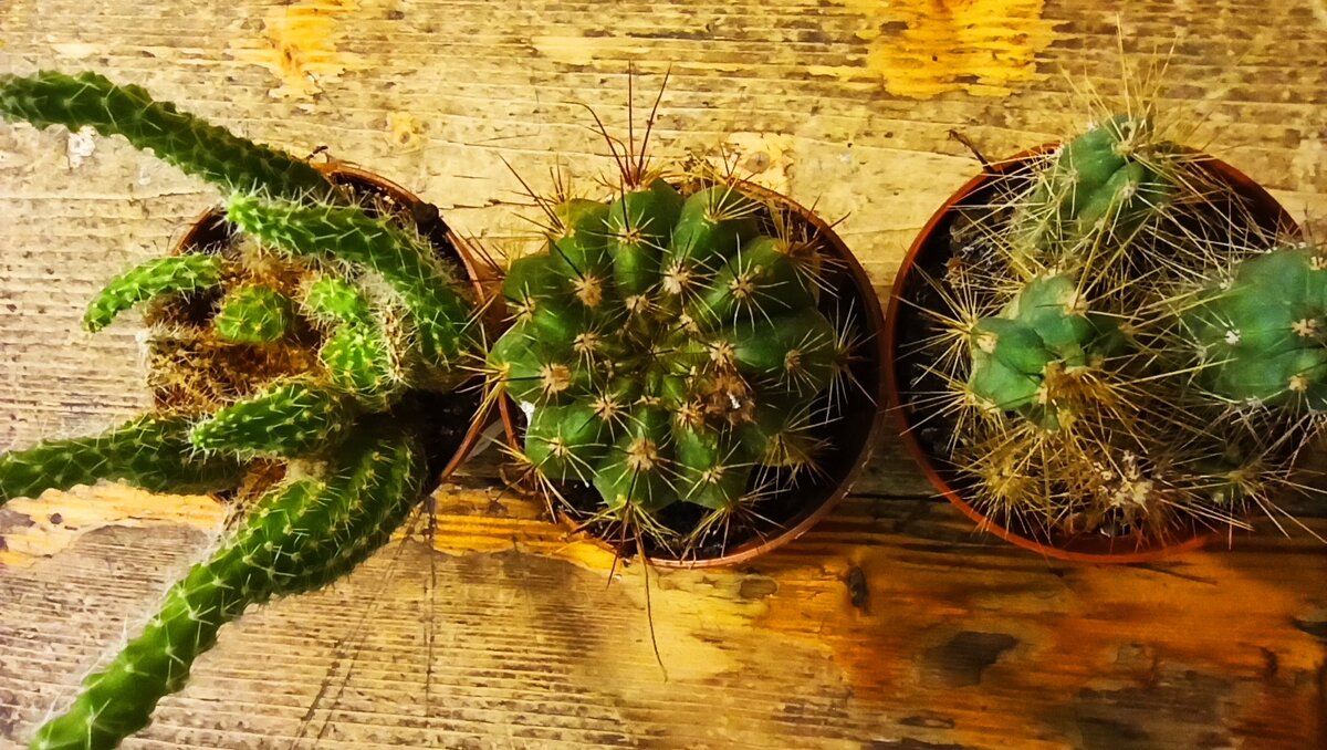 Кактусы это чистая геометрия с элементами природного творчества. 