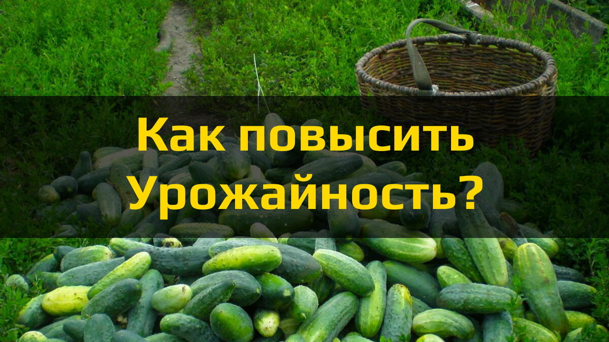 Как повысить урожайность огурцов