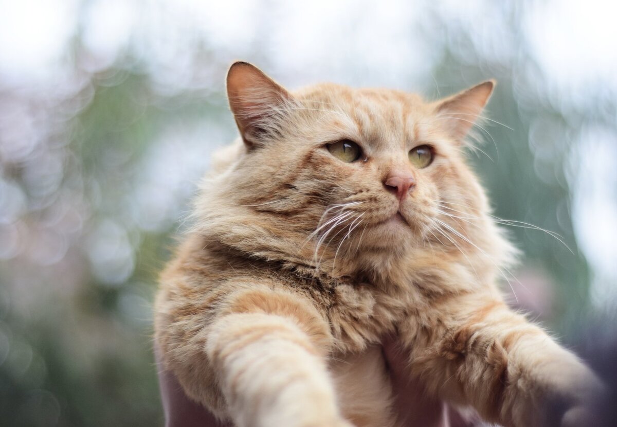     Мужчина продал ретроавто, чтобы спасти кошку. Об этом узнал покупатель...