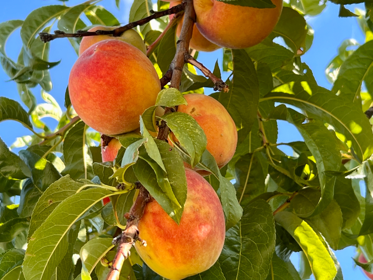 Персики на территории базы