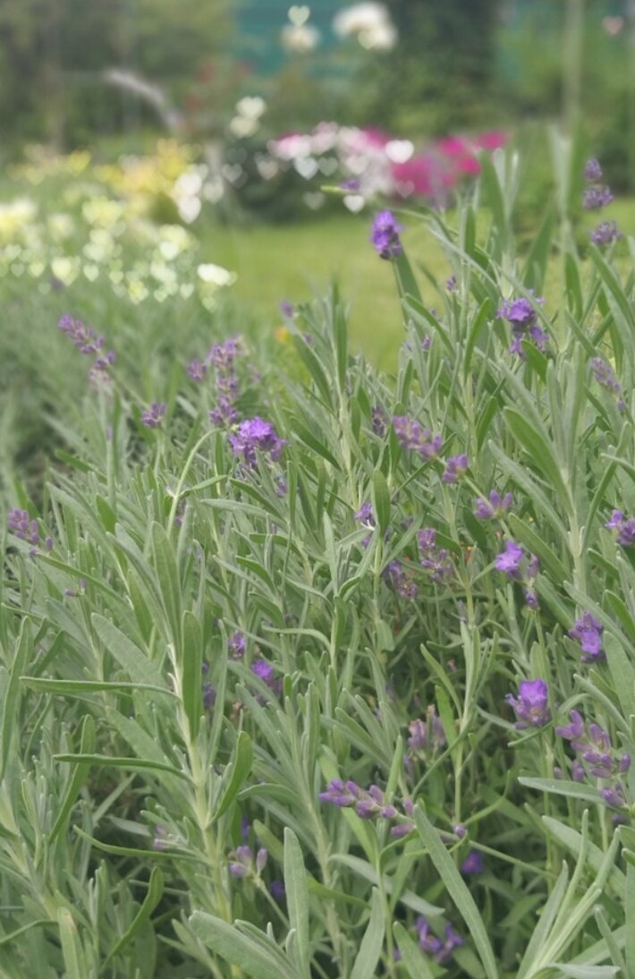 Сбор лаванды летом.