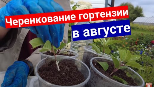 Простое черенкование древовидной гортензии в августе, справится даже новичок.