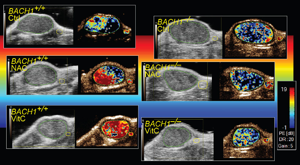   Martin Bergo et al. / Journal of Clinical Investigation, 2023