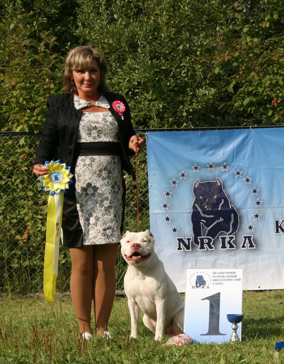 питбуль питбультерьер Пит Реал pitbull pitreal.ru белыйпитбуль