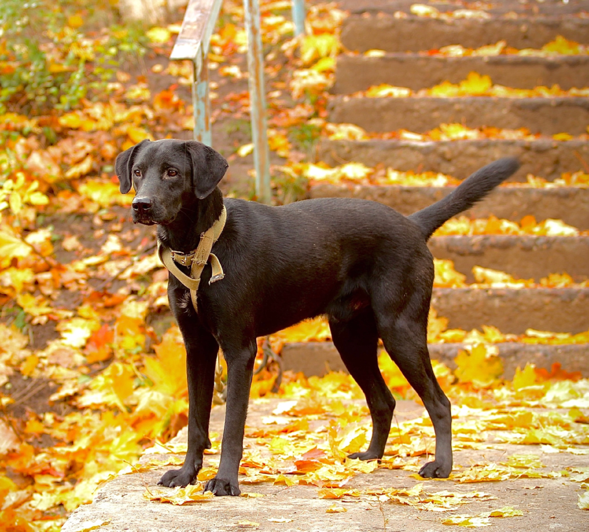 Красавчик Ричи в поисках дома