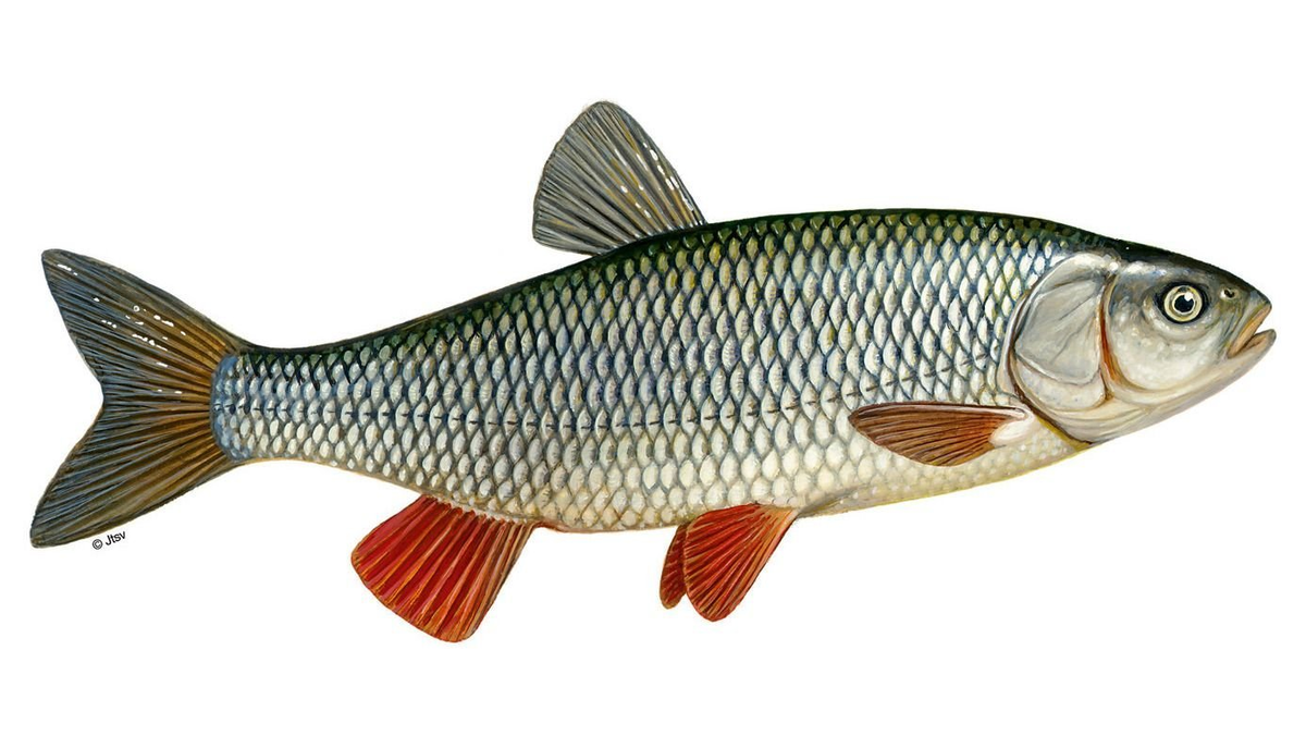 голавль