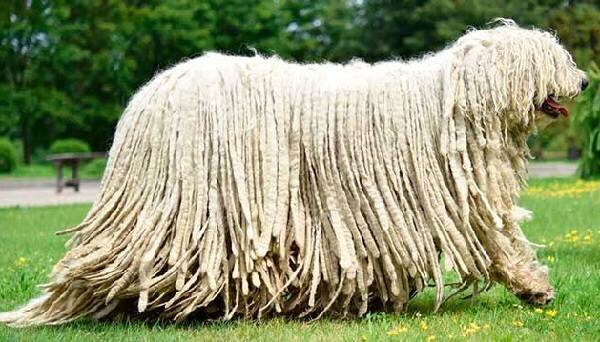 Бергамасско