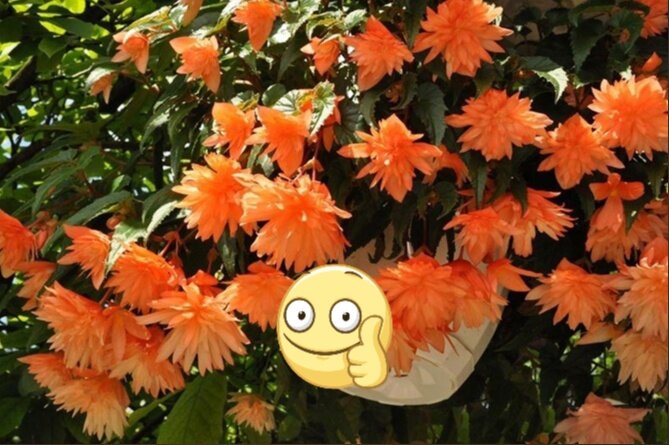 Клубневая бегония — это красивое и популярное растение, сложно остаться равнодушным к её красочным листьям и нежным цветам.-2