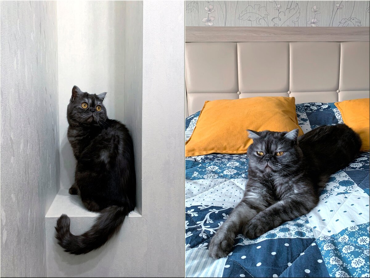 Интрада (в новом доме Сельма) - Myshelove Intrada SCS ns, помёт "I", ДР 29.07.20