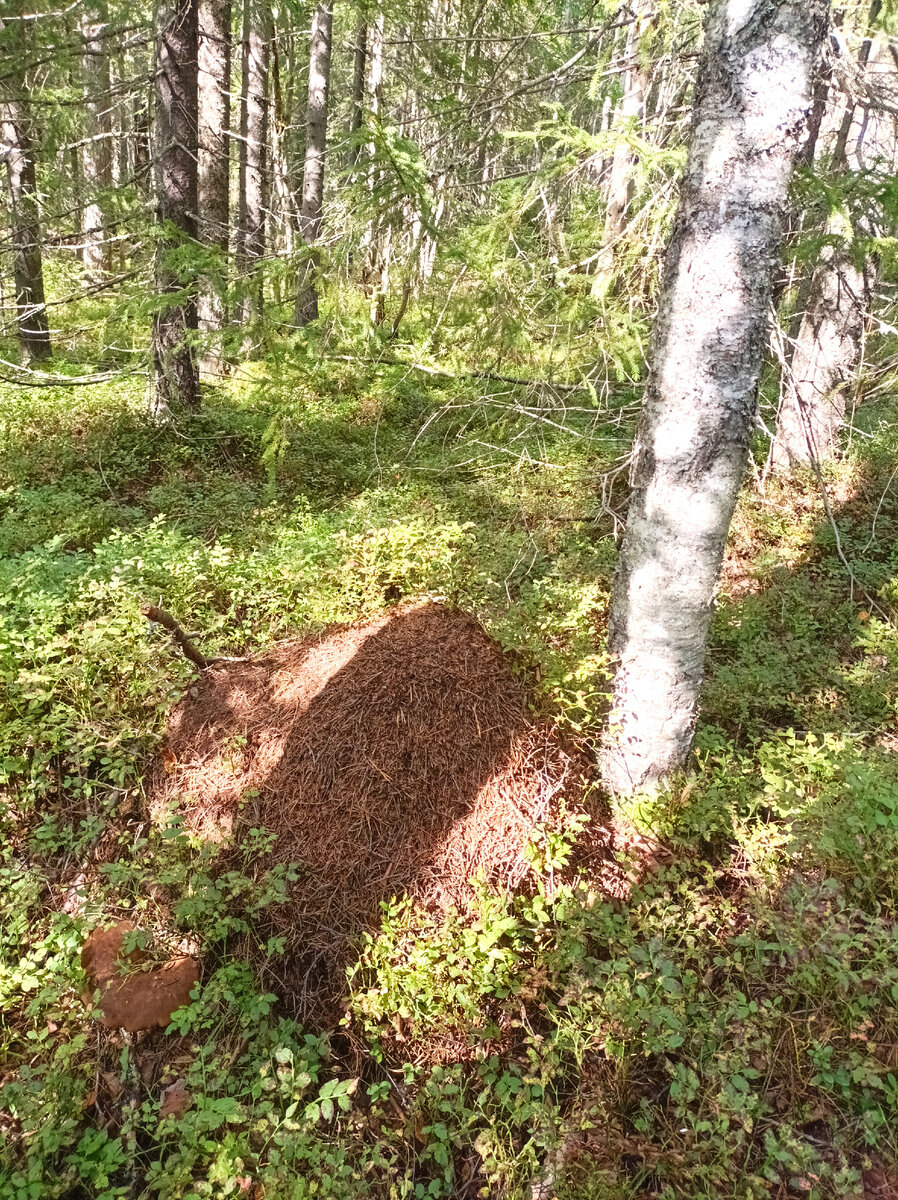 Семья, как муравейник
