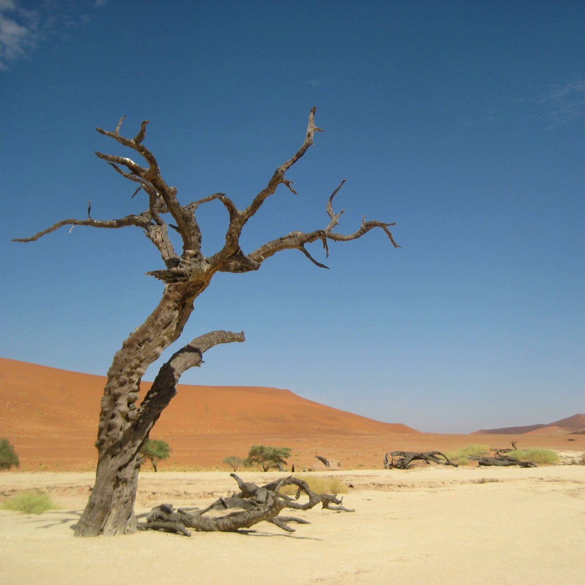 Vachellia erioloba (или Acacia erioloba)