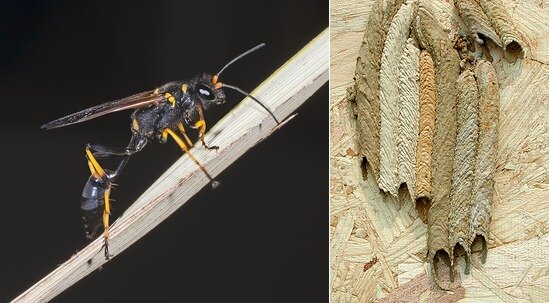 Оса Mud Dauber и созданные ею гнезда