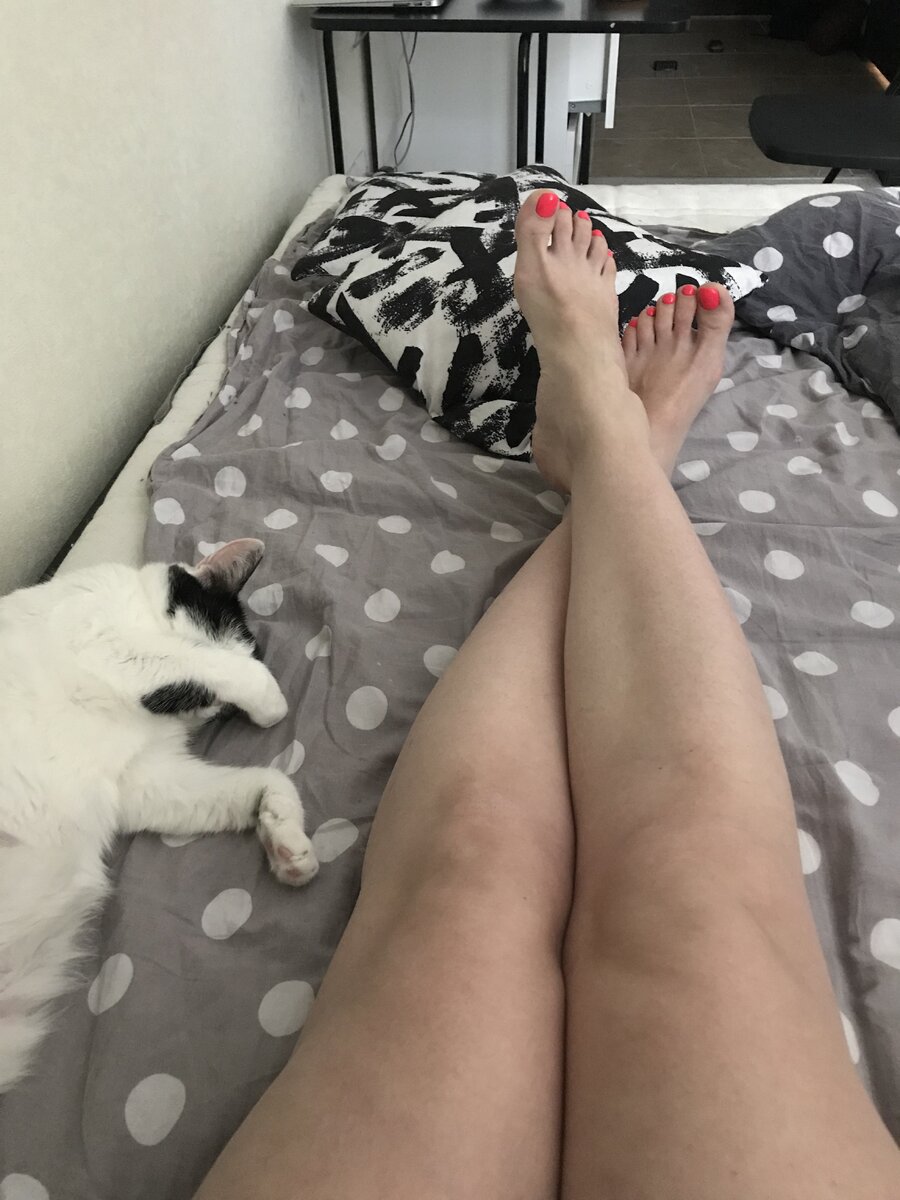 дзен записки ворчливой кошатницы