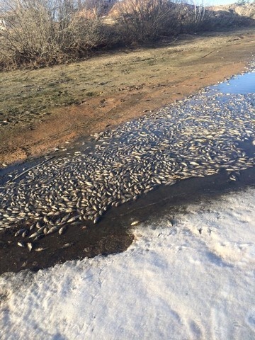 Фото: пресс-служба Минэкологии РТ 